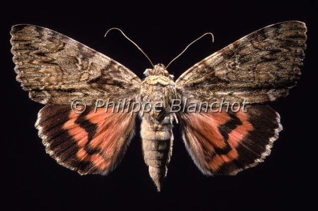 catocala sponsa.JPG - Catocala sponsaFiancéeLepidoptera, NoctuidaeFrance